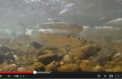 Herring Cape Cod