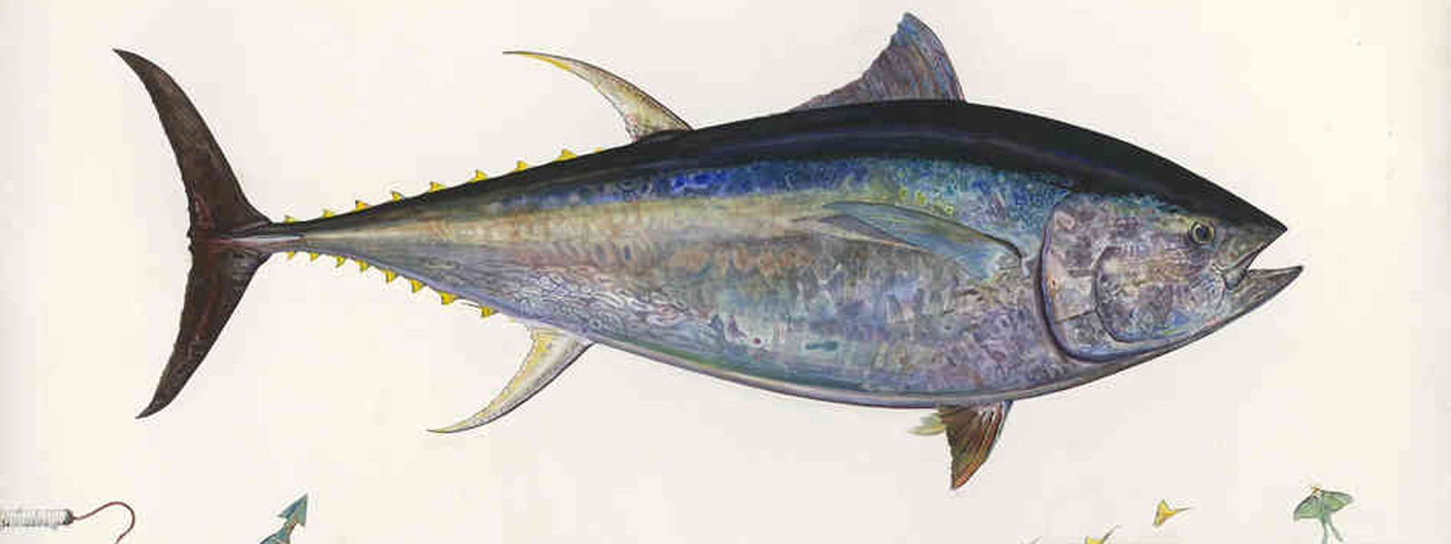 James Prosek tuna painting