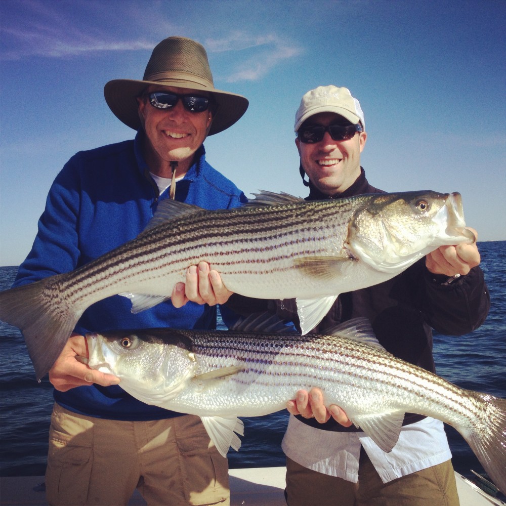 Striped bass on Cape Cod