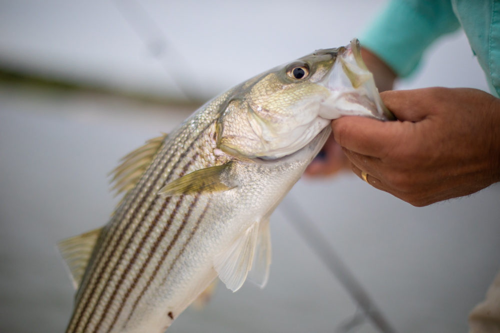 STRIPED BASS CIRCLE HOOK REGULATION IN EFFECT AS OF JANUARY 1