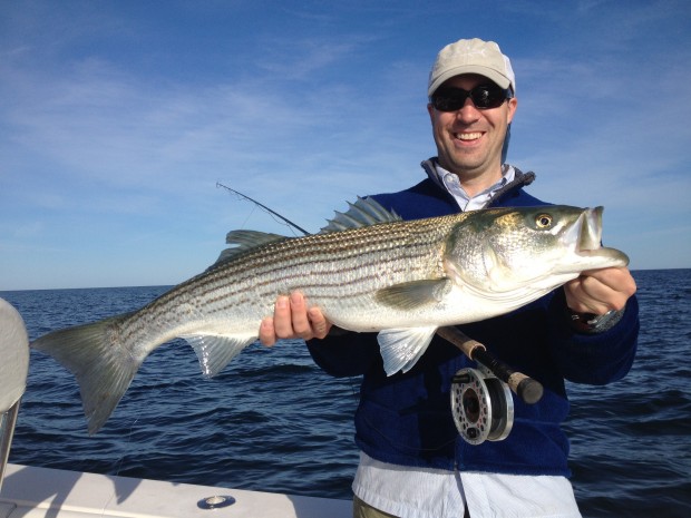Striped bass on a fly.