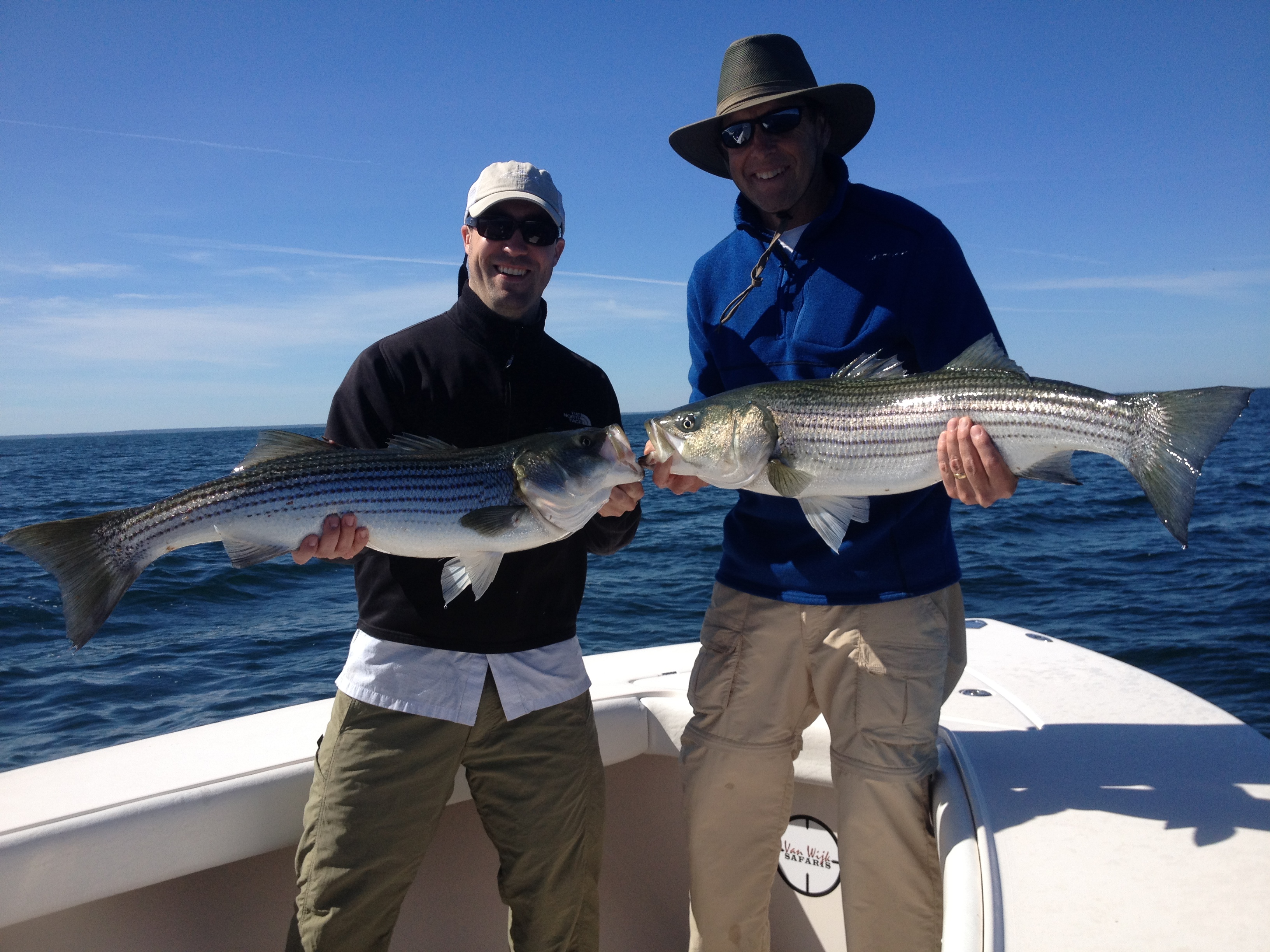 Chasing Birds, Striped Bass on Cape Cod