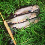 new england brook trout