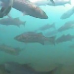 winter striped bass boston harbor