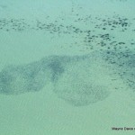 aerialphotostripedbasscapecod