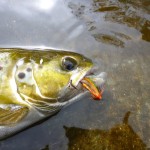 connecticutbroodstocksalmonbenbilello