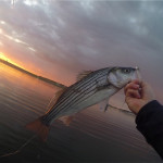 flyfishingstripedbassbostonharbor