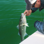 capecodstriperflyfishing-1