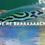 falsealbacorenewenglandflyfishing