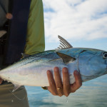 flyfishingnewengland.falsealbacorestripers-2