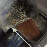 jungle cock smoke salmon