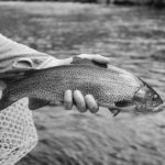 DeerfieldRiverFlyFishingtroutericgass-109