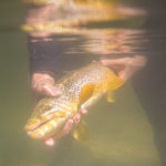 newenglandtroutflyfishing117