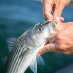 flyfishingstripedbassmaine.newengland