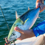 falsealbacorecapecodflyfishing.bcarmichael.webres (2 of 18)