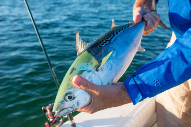 How To Catch FALSE ALBACORE The EASIEST Way LURES, BAIT, GEAR