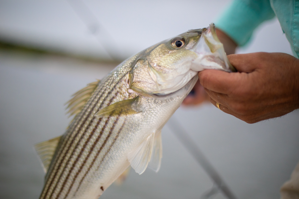 New England Striped Bass Regulations for 2020 New England On The Fly