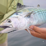 capecodflyfishingbonitostripedbass.