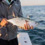 falsealbacorecapecod