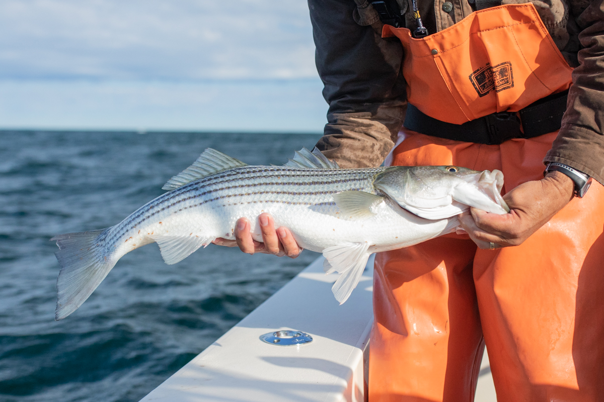 The Gift of Striped Bass & Bluefish on Cape Cod | New England On The Fly