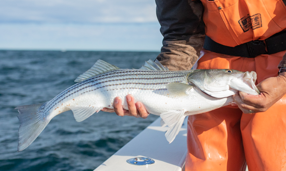 capecodstripedbass