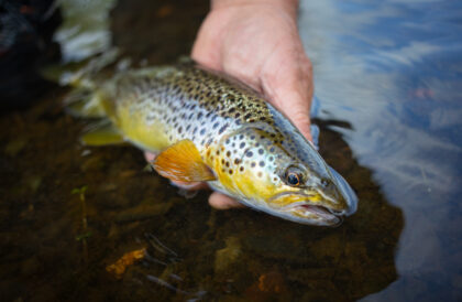 LakeDistrictTroutFishing