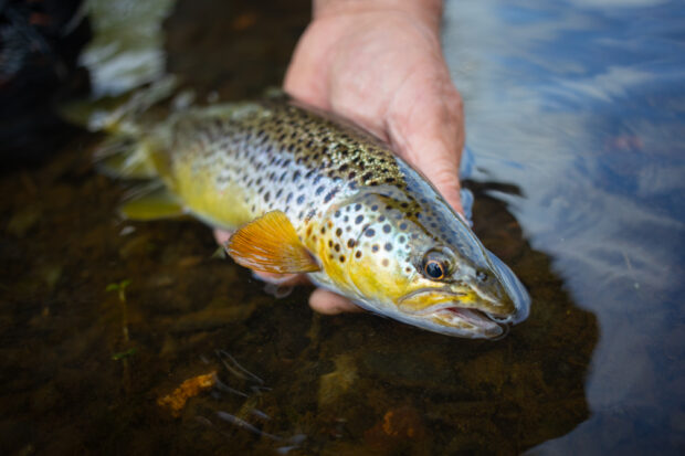 LakeDistrictTroutFishing